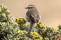 Andean Tit-Spinetail Leptasthenura andicola andicola