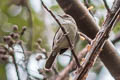 Antioquia Wren Thryophilus sernai