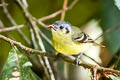 Ashy-headed Tyrannulet Tyranniscus cinereiceps