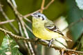 Ashy-headed Tyrannulet Tyranniscus cinereiceps