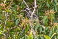 Azure-naped Jay Cyanocorax heilprini heilprini