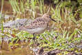 Baird's Sandpiper Calidris bairdii