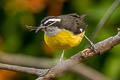 Bananaquit Coereba flaveola columbiana