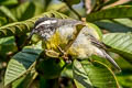 Bananaquit Coereba flaveola columbiana