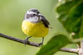 Bananaquit Coereba flaveola columbiana