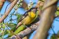 Bananaquit Coereba flaveola columbiana