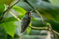 Band-tailed Barbthroat Threnetes ruckeri ruckeri