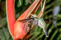 Band-tailed Barbthroat Threnetes ruckeri ruckeri