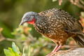 Band-tailed Guan Penelope argyrotis colombiana