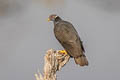 Band-tailed Pigeon Patagioenas fasciata albilinea