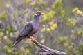 Band-tailed Pigeon Patagioenas fasciata albilinea