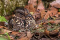 Band-winged Nightjar Systellura longirostris ruficervix