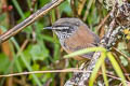 Bangs's Wood Wren Henicorhina leucophrys bangsi