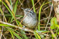 Bangs's Wood Wren Henicorhina leucophrys bangsi