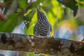 Bar-crested Antshrike Thamnophilus multistriatus