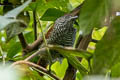 Bar-crested Antshrike Thamnophilus multistriatus