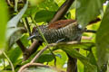 Bar-crested Antshrike Thamnophilus multistriatus