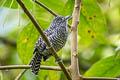 Bar-crested Antshrike Thamnophilus brachyurus