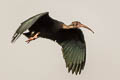 Bare-faced Ibis Phimosus infuscatus berlepschi