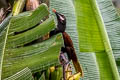 Baudo Oropendola Psarocolius cassini