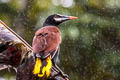 Baudo Oropendola Psarocolius cassini