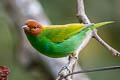 Bay-headed Tanager Tangara gyrola deleticia