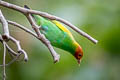 Bay-headed Tanager Tangara gyrola deleticia