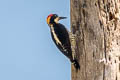Beautiful Woodpecker Melanerpes pulcher