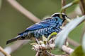 Beryl-spangled Tanager Tangara nigroviridis nigroviridis