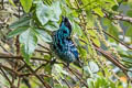 Beryl-spangled Tanager Tangara nigroviridis nigroviridis