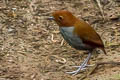 Bicoloured Antpitta Grallaria rufocinerea rufocinerearufocinerea