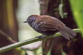 Bicoloured Antvireo Dysithamnus occidentalis occidentalis