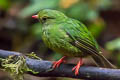 Black-and-green Fruiteater Pipreola riefferii occidentalis