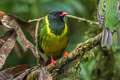 Black-and-green Fruiteater Pipreola riefferii occidentalis