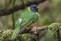 Black-and-green Fruiteater Pipreola riefferii occidentalis