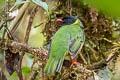 Black-and-green Fruiteater Pipreola riefferii occidentalis