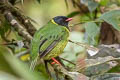 Black-and-green Fruiteater Pipreola riefferii occidentalis