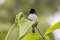 Black-and-white Seedeater Sporophila luctuosa