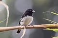 Black-and-white Seedeater Sporophila luctuosa