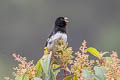 Black-and-white Seedeater Sporophila luctuosa