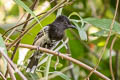 Bar-crested Antshrike Thamnophilus multistriatus