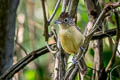 Bar-crested Antshrike Thamnophilus multistriatus