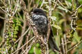 Black-backed Bush Tanager Urothraupis stolzmanni