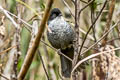 Black-backed Bush Tanager Urothraupis stolzmanni