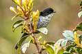 Black-backed Bush Tanager Urothraupis stolzmanni