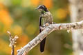 Black-backed Thornbill Ramphomicron dorsale