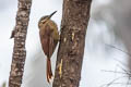 Black-banded Woodcreeper Dendrocolaptes picumnus seilerni