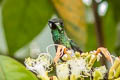 Black-bellied Thorntail Discosura langsdorffi melanosternon