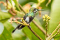 Black-bellied Thorntail Discosura langsdorffi melanosternon