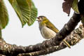 Black-billed Peppershrike Cyclarhis nigrirostris atrirostris